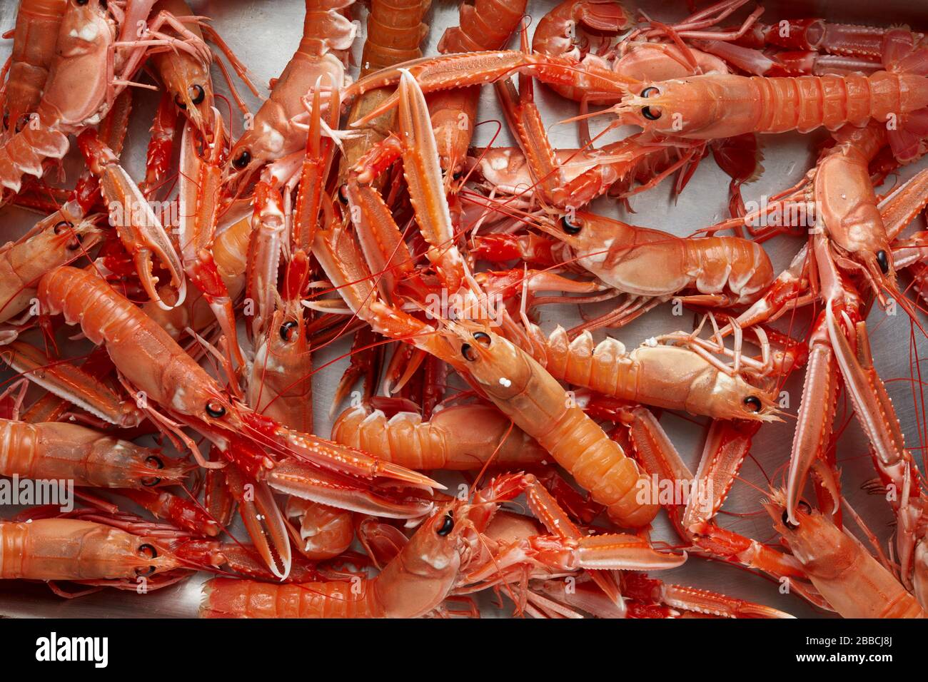 Die unberührte Bucht von Dublin pracht Kaisergranat mit Krebstieren an Nephrops Stockfoto