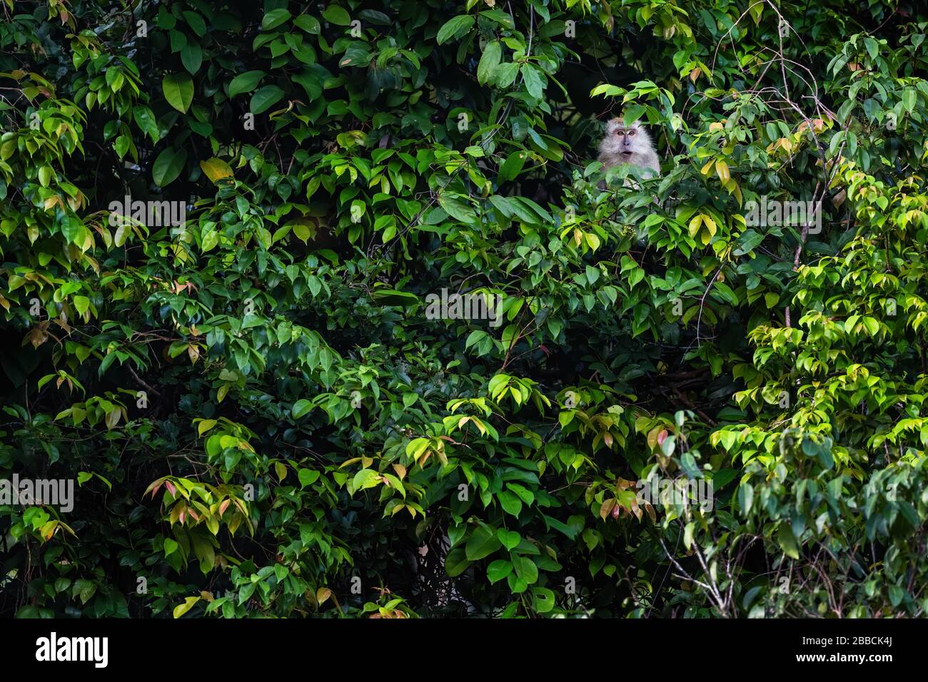 Langschwänziger Makaque - Macaca fascicularis, gewöhnlicher Affe aus südostasiatischen Wäldern, Waldgebieten und Gärten, Pangkor Island, Malaysia. Stockfoto