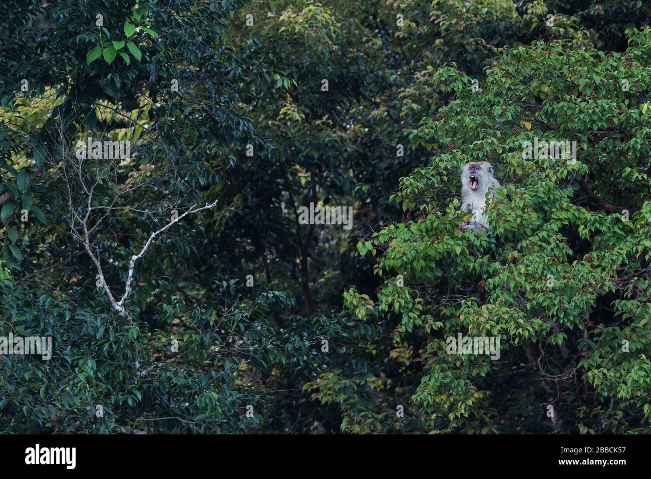 Langschwänziger Makaque - Macaca fascicularis, gewöhnlicher Affe aus südostasiatischen Wäldern, Waldgebieten und Gärten, Pangkor Island, Malaysia. Stockfoto