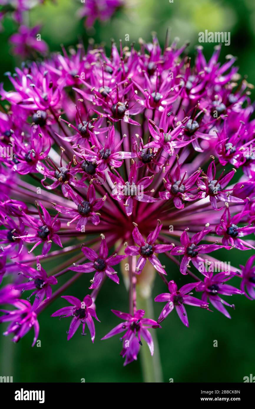 Lila Allium Blume Stockfoto