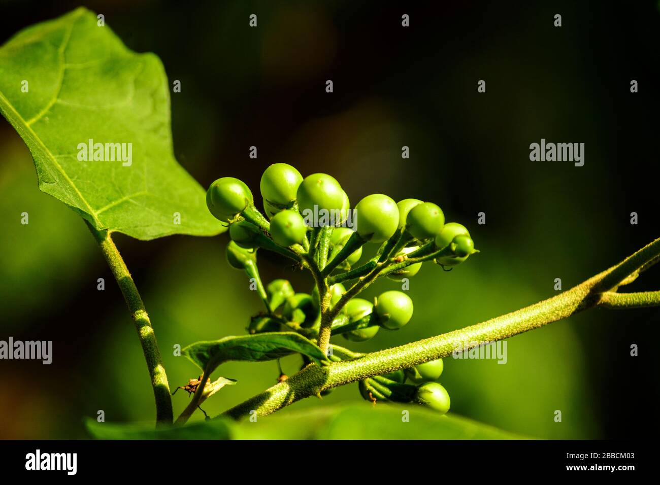 Truthahnbeere (Solanum torvum) Stockfoto