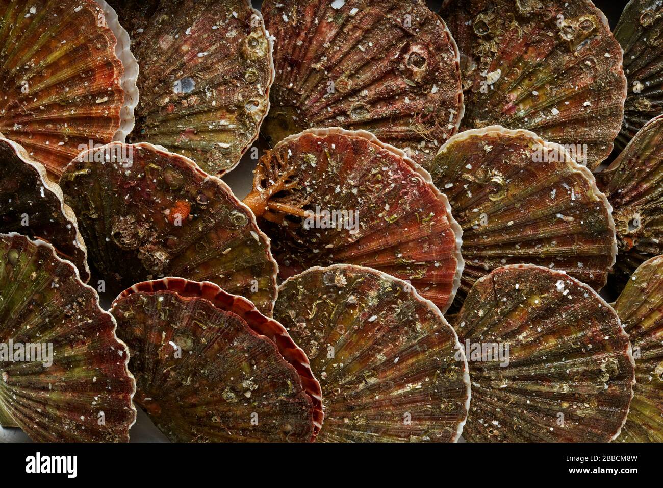 Jakobsmuscheln aus Meeresfrüchteschalen Stockfoto