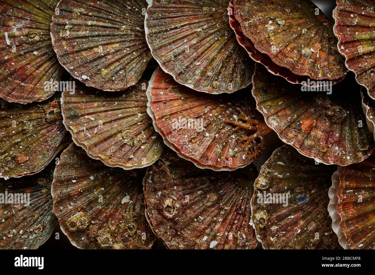 Jakobsmuscheln aus Meeresfrüchteschalen Stockfoto