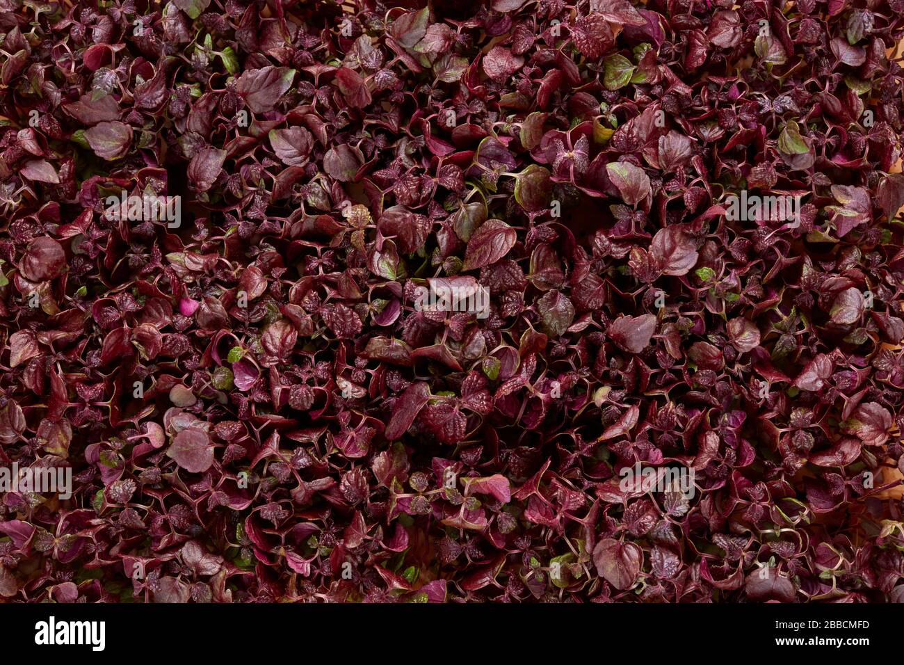 Shiso Perilla Japanische Kraut Beefsteak Pflanze Mikro Kraut chinesischen Basilikum Lila Minze Stockfoto