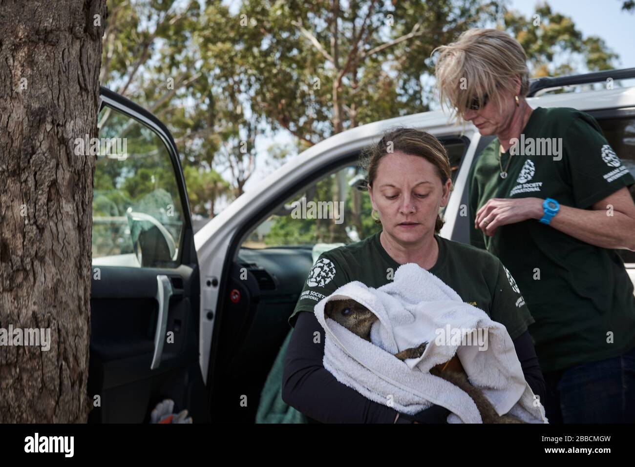 Ein tödlich verunglückter Wallaby wird gerettet, damit sie schnell ereuthanat werden kann, damit sie nicht mehr leidet. Stockfoto