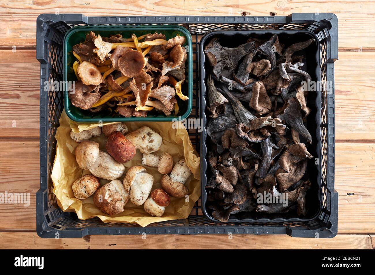 Pilze über Kopf Auswahl Punette Tablett Bulk ganze Vielfalt Auswahl Pfifferlinge König schwarze Trompete cep Stockfoto