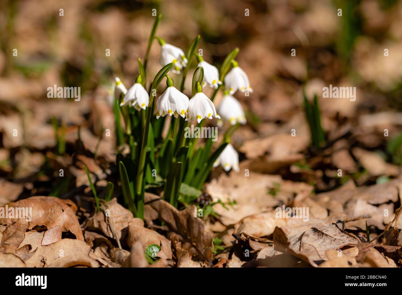 Im Tal Polenztal blühen weiße Quellschneeflocken (Leucojum vernum) Stockfoto