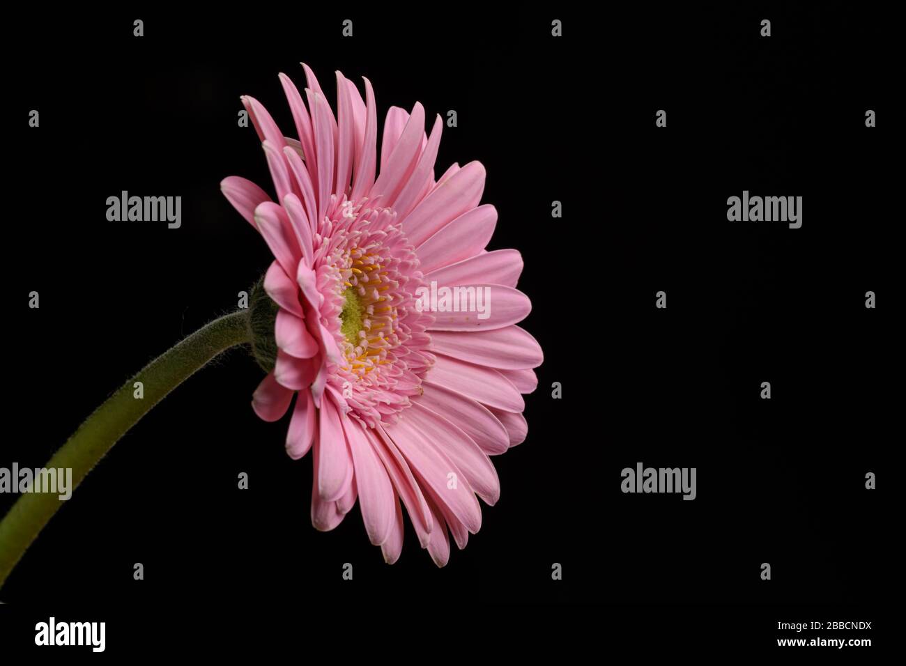 Rosa Gerbera-Blume isoliert auf schwarzem Grund Stockfoto