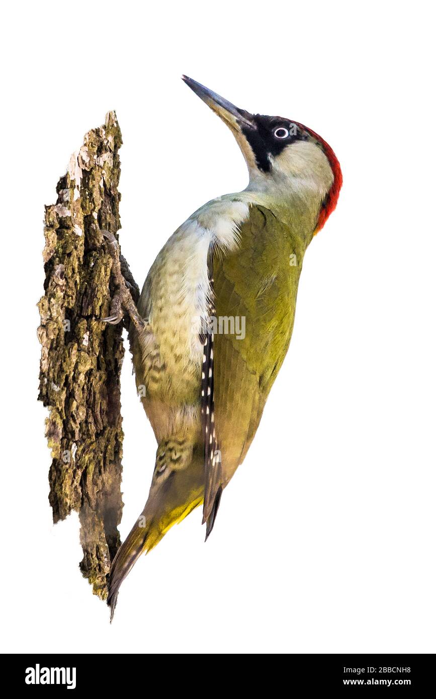 Europäischer Grünspecht isoliert auf weißem Hintergrund( Picus viridis ) Stockfoto