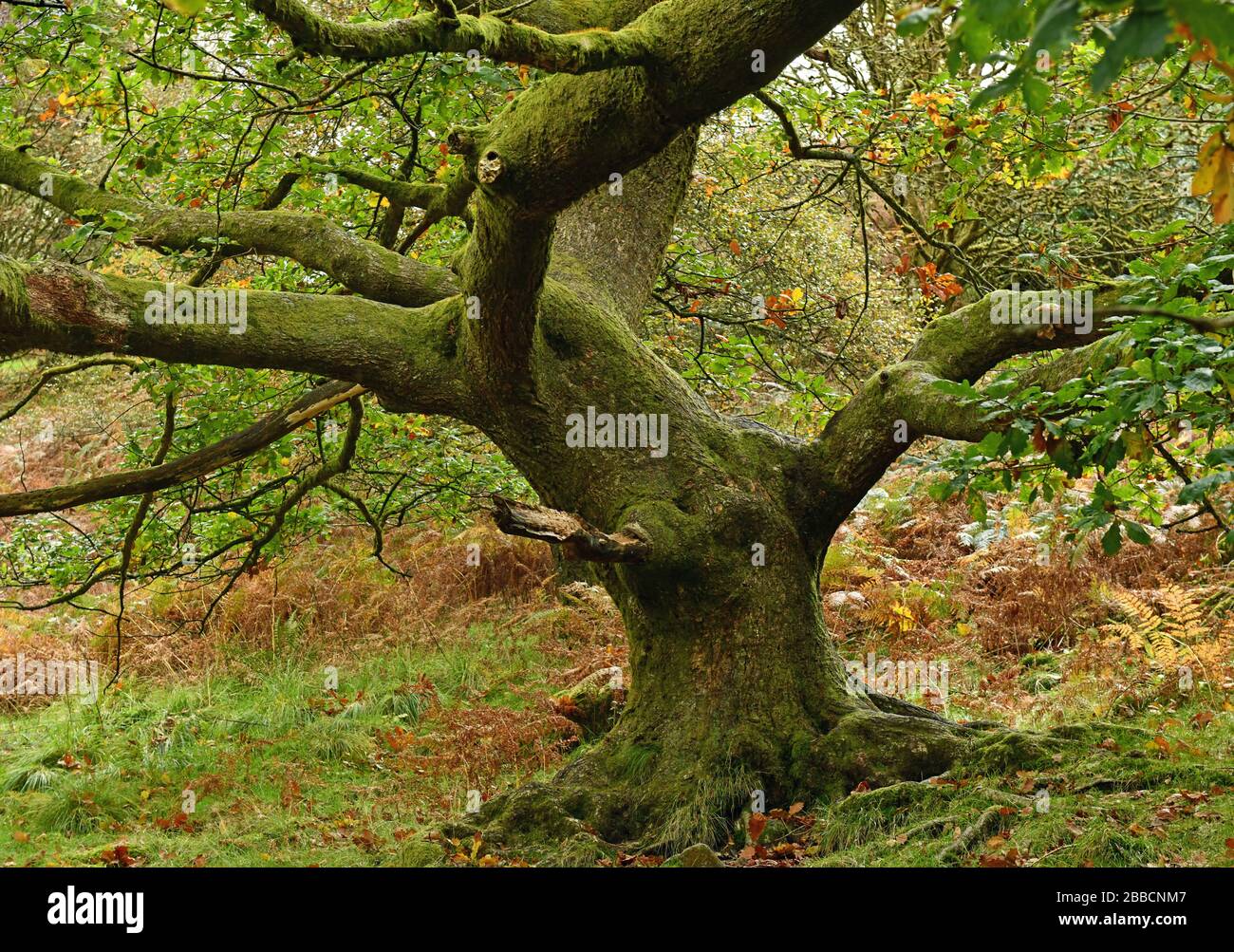 Oak Tree at Tarn Hows im Lake District National Park zu Beginn der Herbstsaison im Oktober Stockfoto