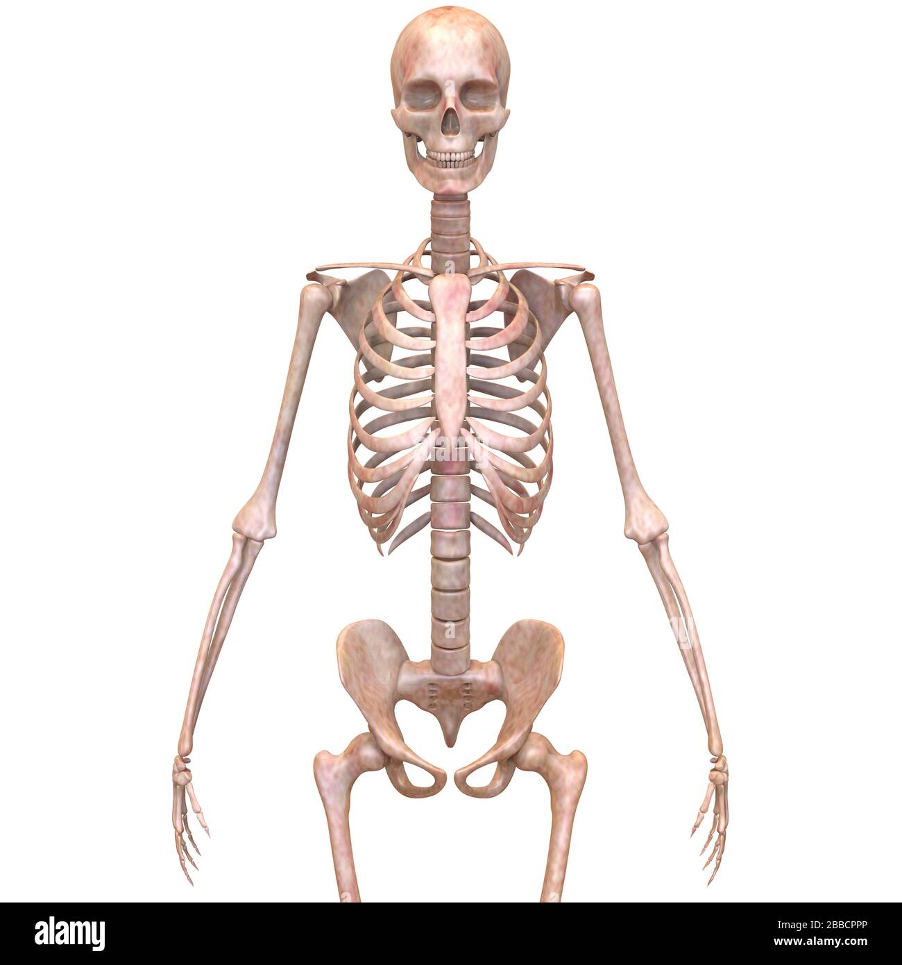 Menschliches skelett 3d -Fotos und -Bildmaterial in hoher Auflösung – Alamy