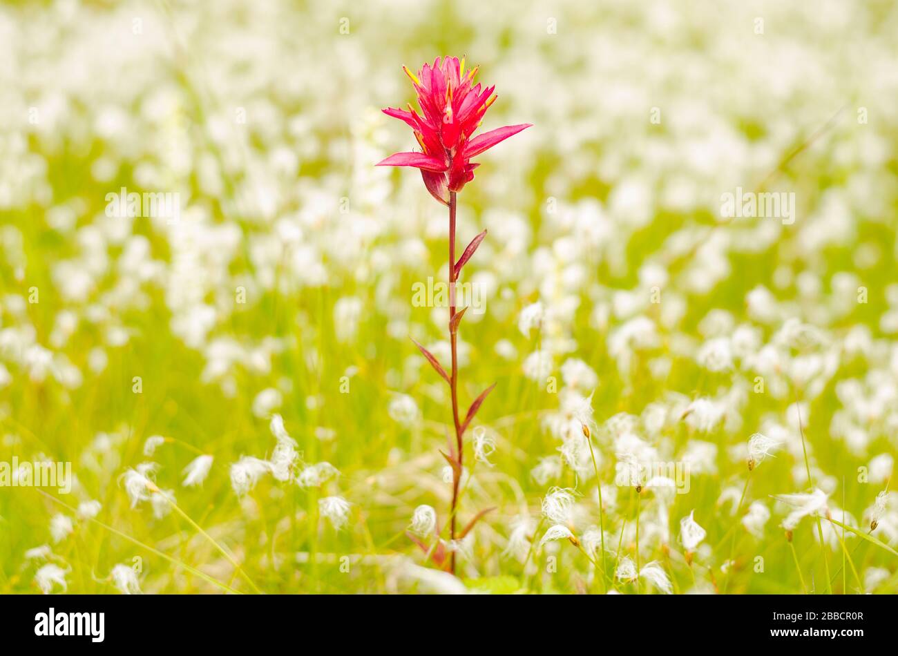 Alpine Paintbrush (Castilleja rhexiifolia) in der Nähe von Smithers, British Columbia Stockfoto