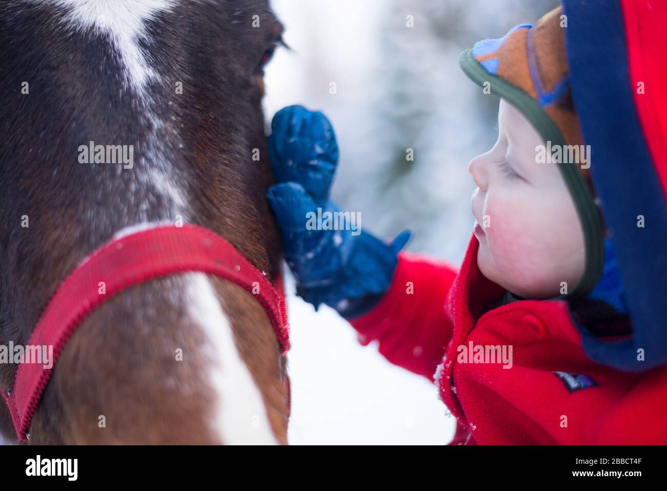 Ein Kleinkind, das einem freundlichen Pferd ein Klaps in British Columbia gibt Stockfoto