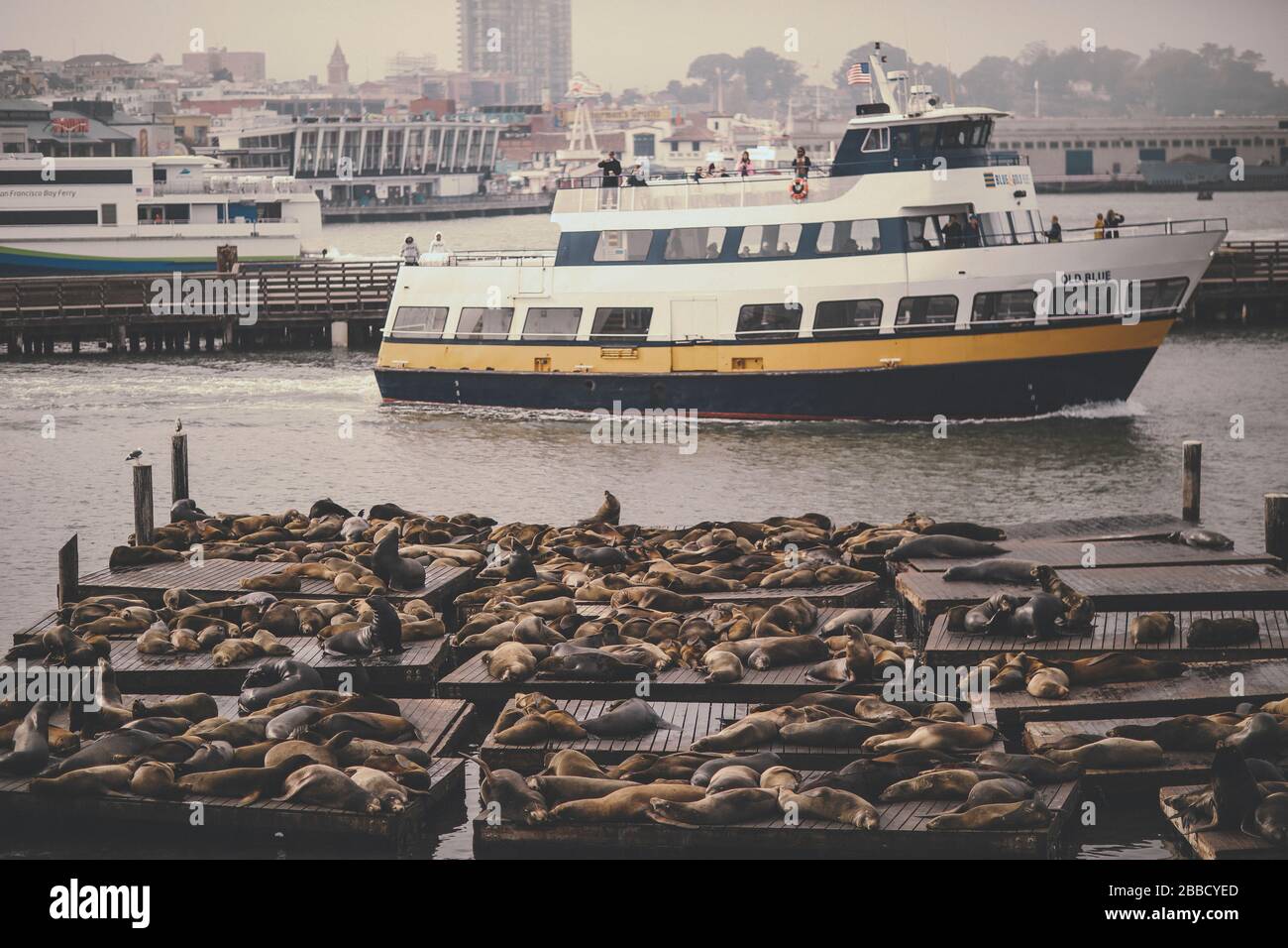 San Francisco Bay Tours Boot mit Sealions Stockfoto