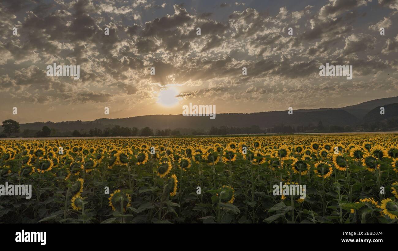 Landwirtschaft et paysage de la vallée de l'Ain. Lever de soleil sur un champs de tournesols fleuris. Stockfoto