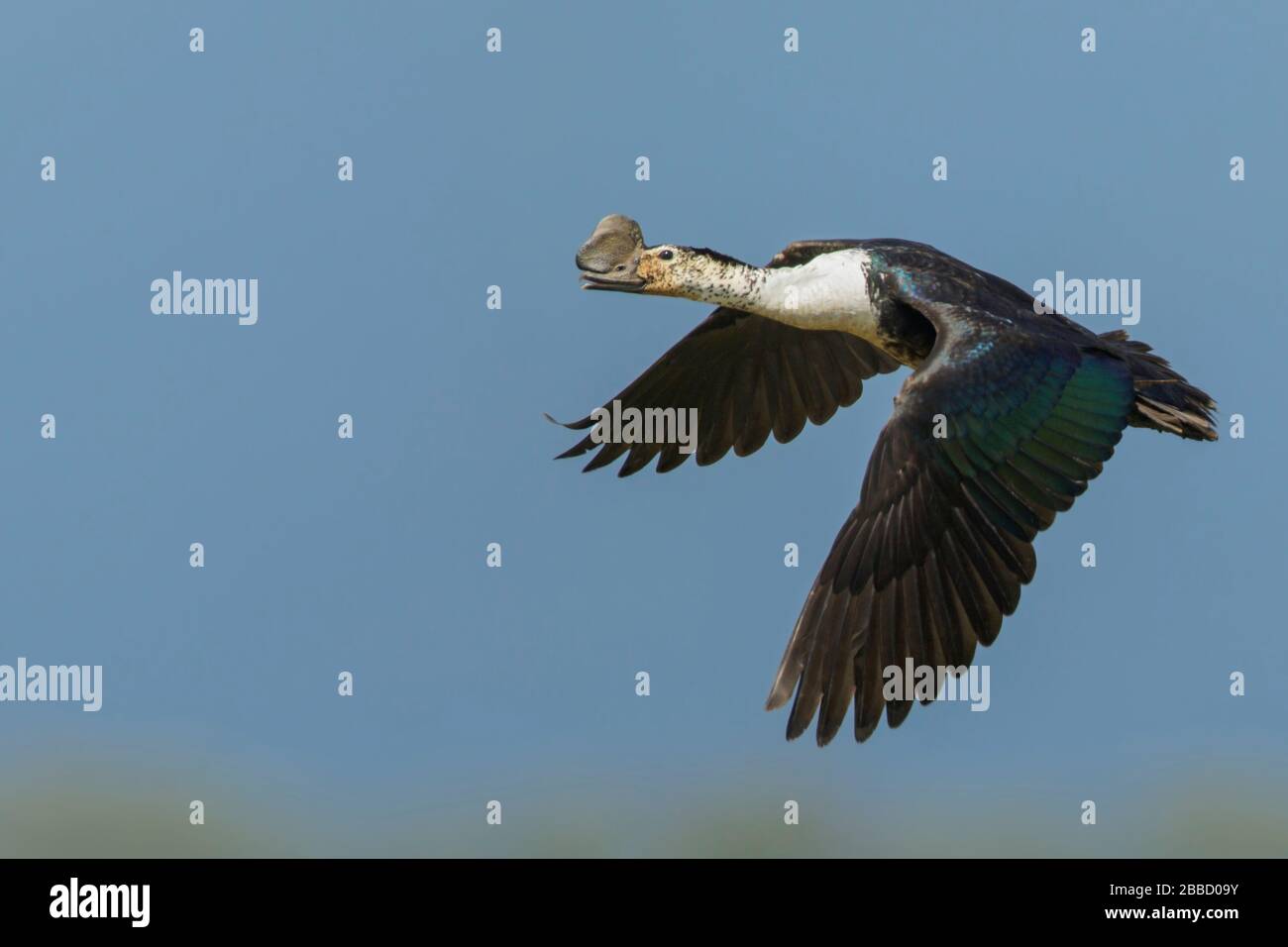 Kamm Duck (Sarkidiornis melanotos), der über ein Feuchtgebiet im Süden Ecuadors fliegt. Stockfoto