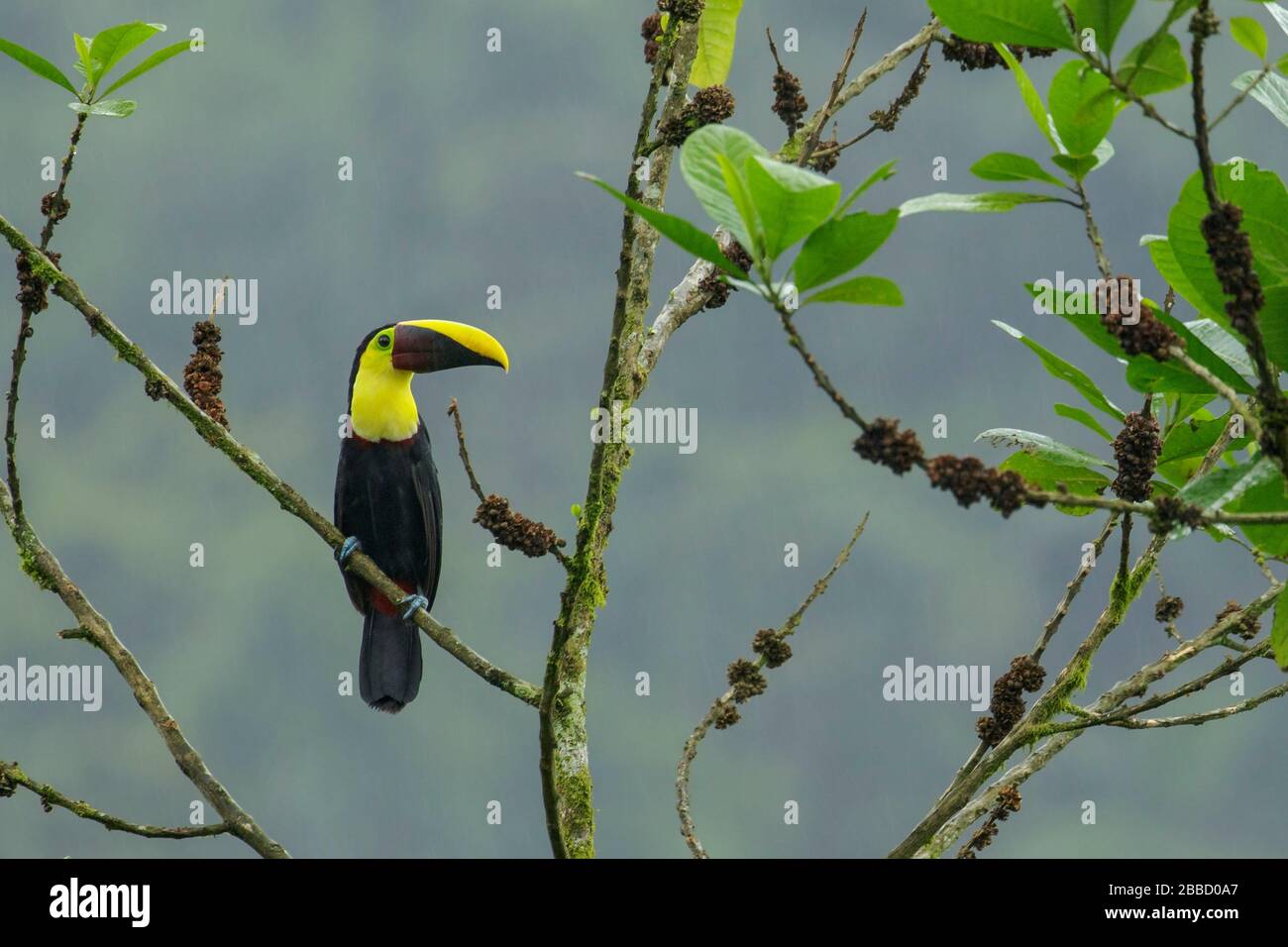 Kastanienbrauntes Tourcan thront auf einem Ast im Süden Ecuadors Stockfoto