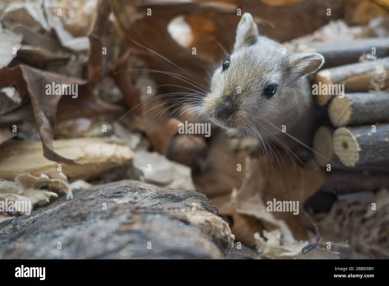 Une gerbille dans son Refuge. Stockfoto