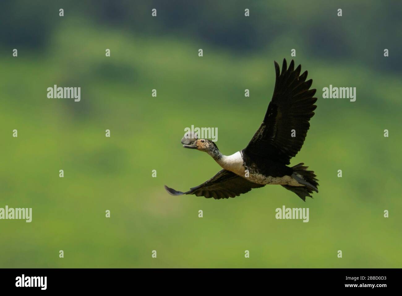 Kamm Duck (Sarkidiornis melanotos), der über ein Feuchtgebiet im Süden Ecuadors fliegt. Stockfoto
