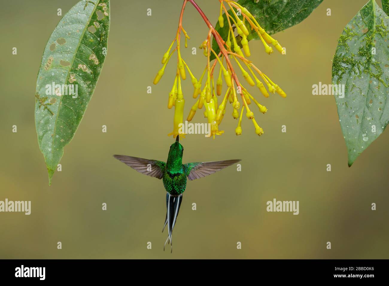 Grün-goldener Tanager (Tangara schrankii), der während der Fütterung an einer Blume im Süden Ecuadors fliegt. Stockfoto