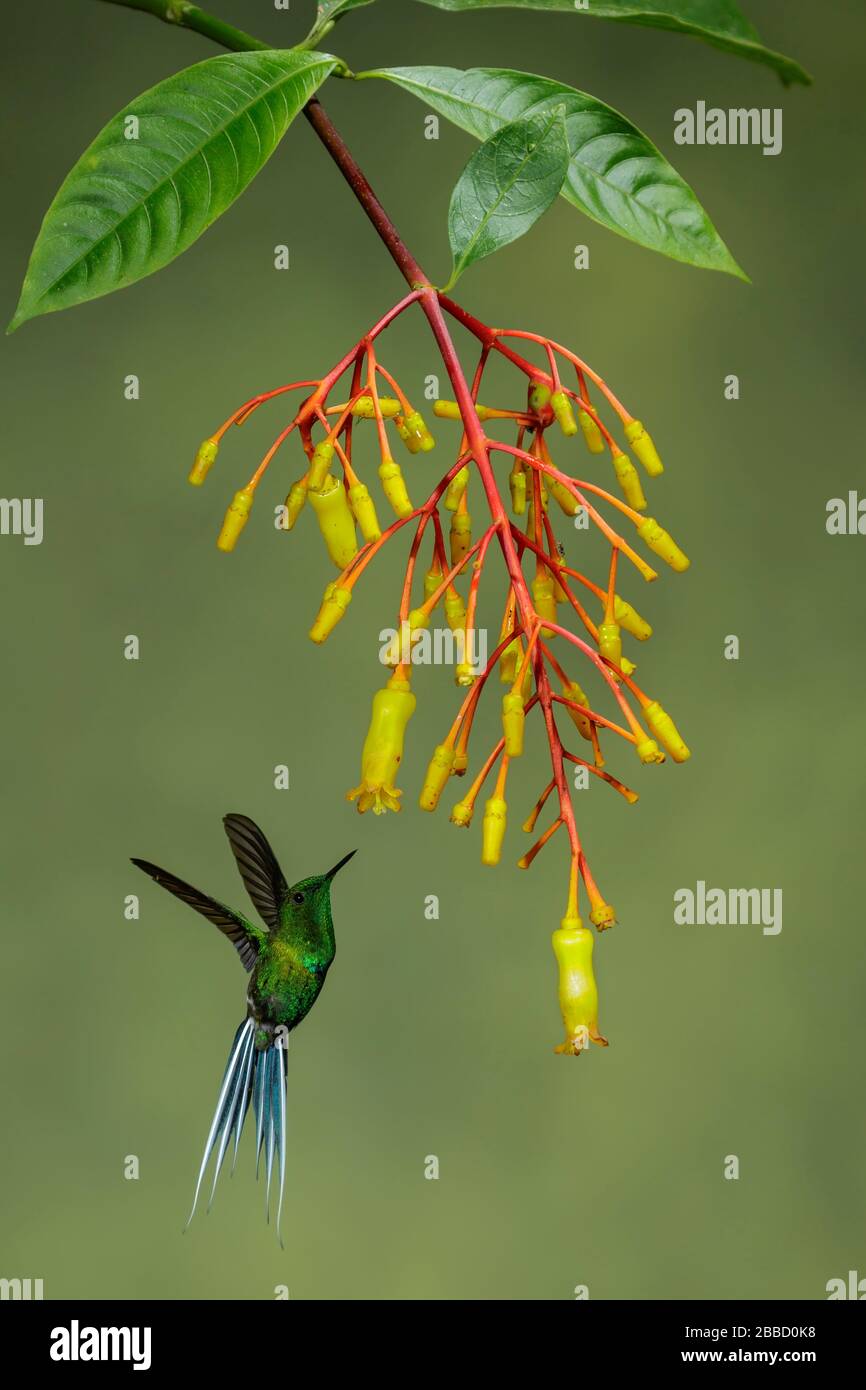 Grün-goldener Tanager (Tangara schrankii), der während der Fütterung an einer Blume im Süden Ecuadors fliegt. Stockfoto