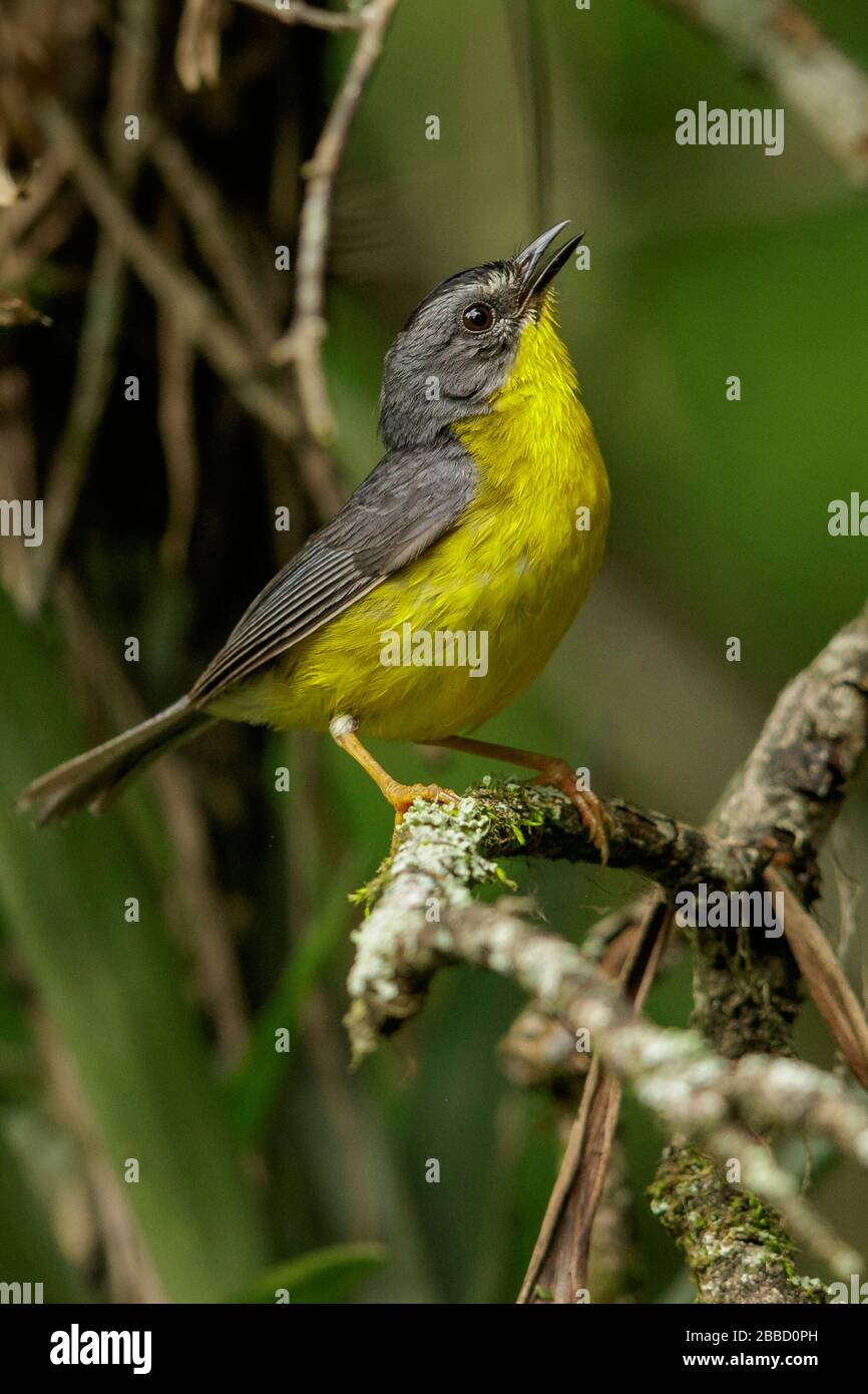 Grau-Gold-Warbler (Myiothlypis fraseri) thront auf einem Ast im Süden Ecuadors. Stockfoto