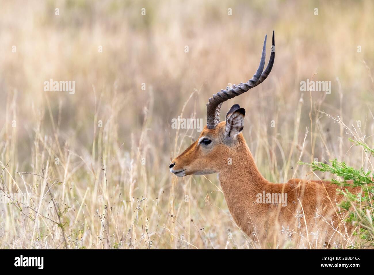 Männliche Impala, Aepyceros melampus, im langen Gras des Nairobi National Park, Kenia. Horizontales Format. Seitenprofil. Stockfoto