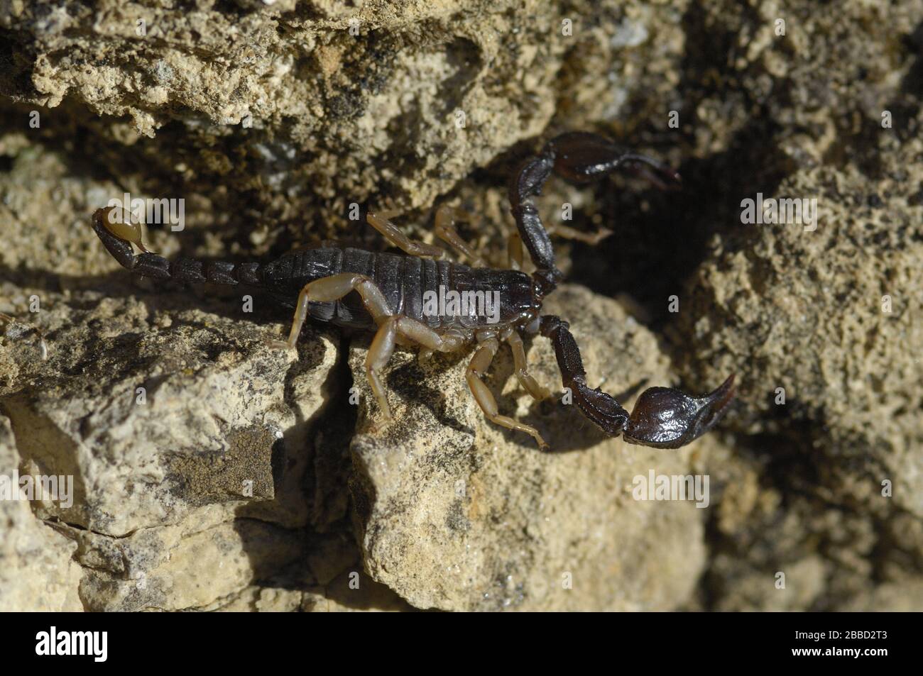 Europäische gelb-tailed Skorpion (Euscorpius flavicaudis) auf einem Felsen im Sommer Vaucluse Provence - Frankreich Stockfoto