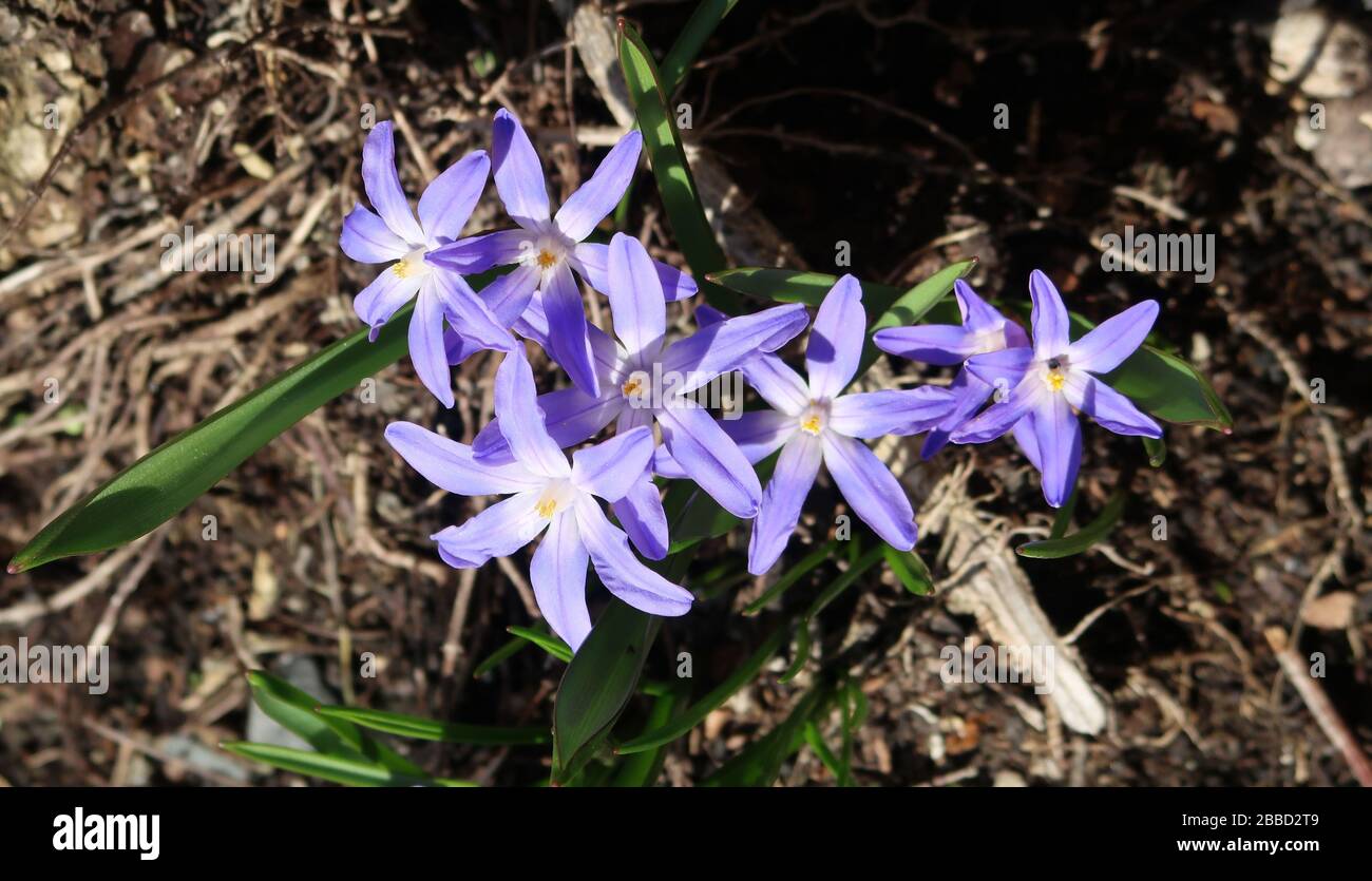 Weihnachtsgrüße - Nahaufnahme von Sternchen im Garten Stockfoto