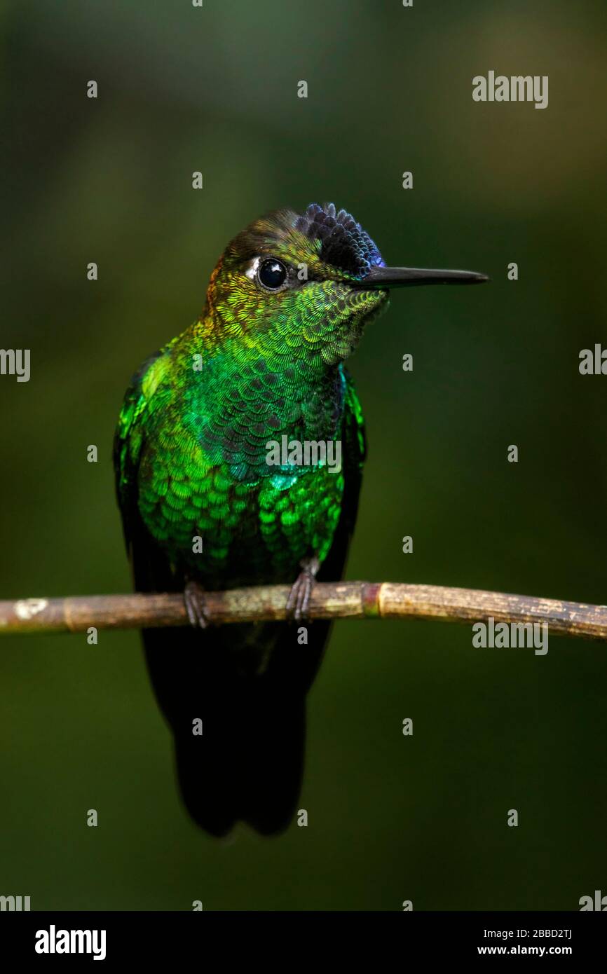 Violett-fronted Brilliant (Helidoxa leadbeateri) thront auf einem Ast im Süden Ecuadors. Stockfoto