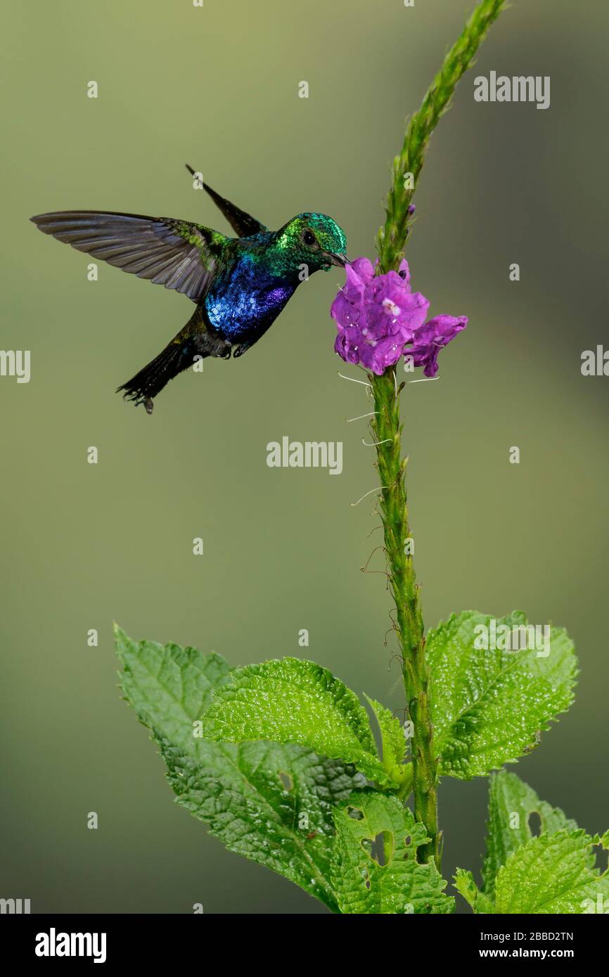 Violett belaubte Hummingbird (Damophila julie), die während der Fütterung an einer Blume im Süden Ecuadors fliegt. Stockfoto