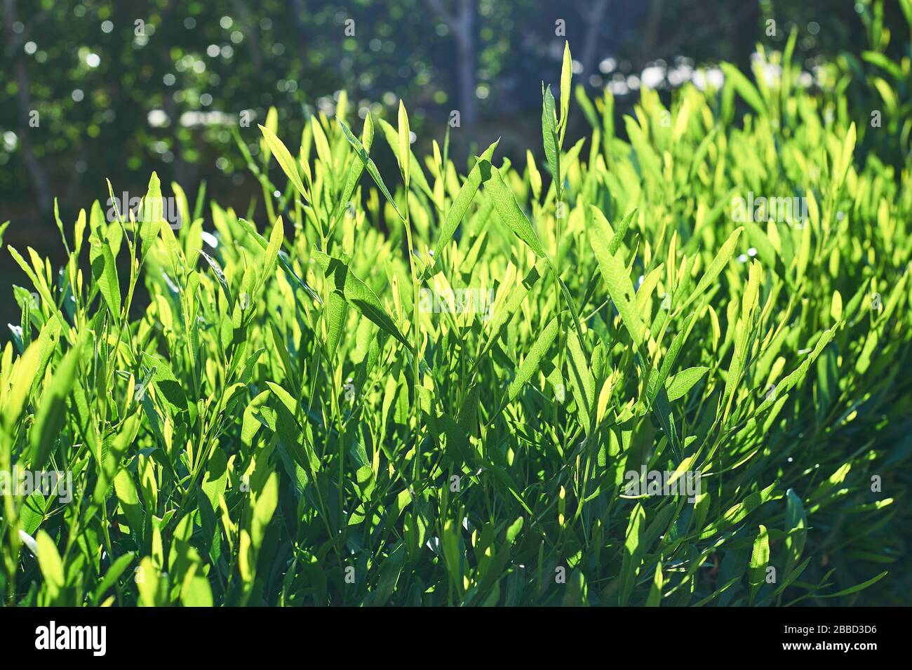 Grüne Blätter, Zaun aus Pflanzen mit Bäumen, Naturzaun mit Sonnenstrahlen, naturbelassener grüner Hintergrund Stockfoto