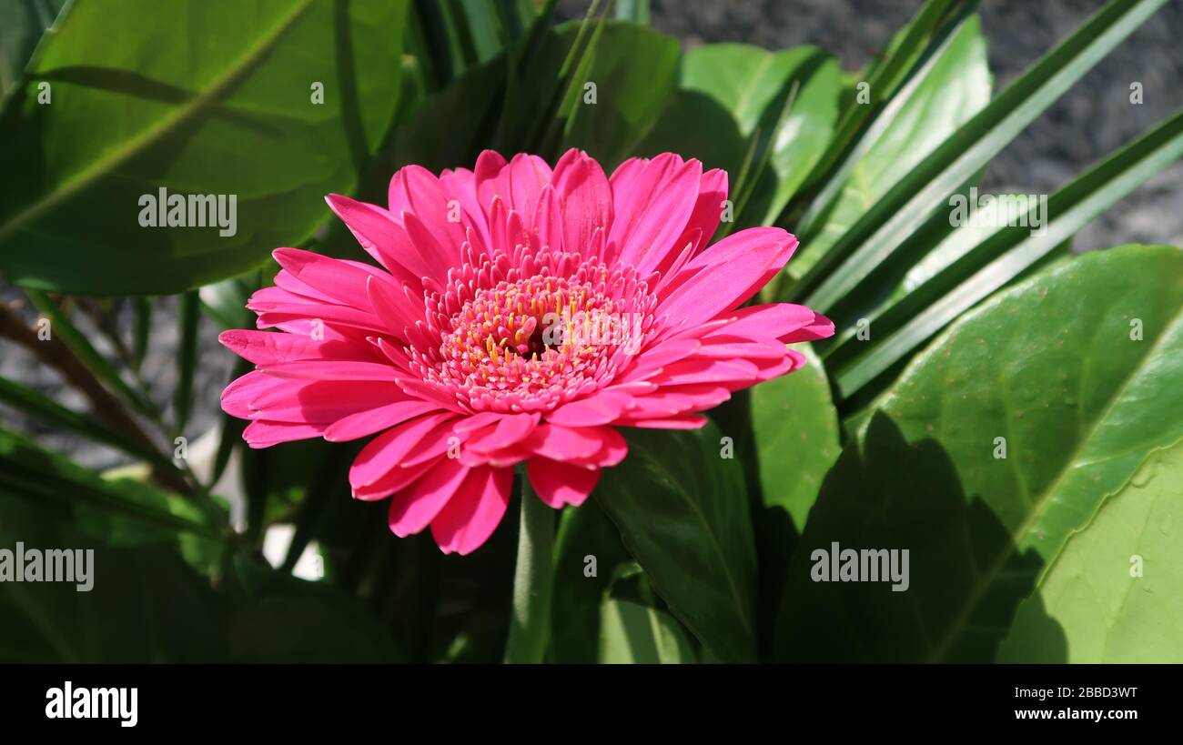 Nahaufnahme von glänzend rosafarbenen Gerbera, umgeben von Grüns Stockfoto