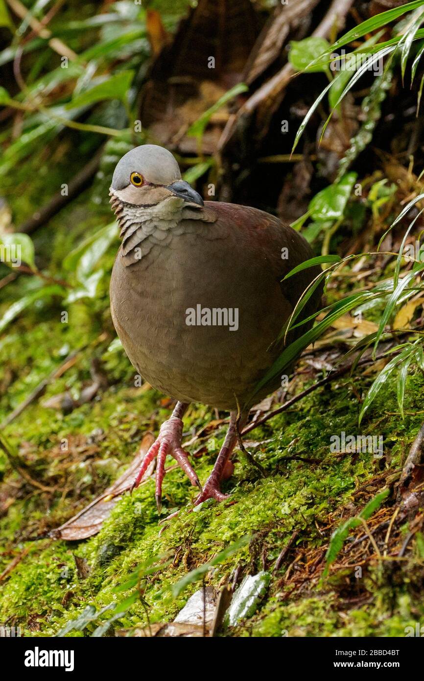 Weißkehlige Quail-Taube (Geotrygon frenata), die sich auf dem Boden des Waldes im Süden Ecuadors ernähren. Stockfoto