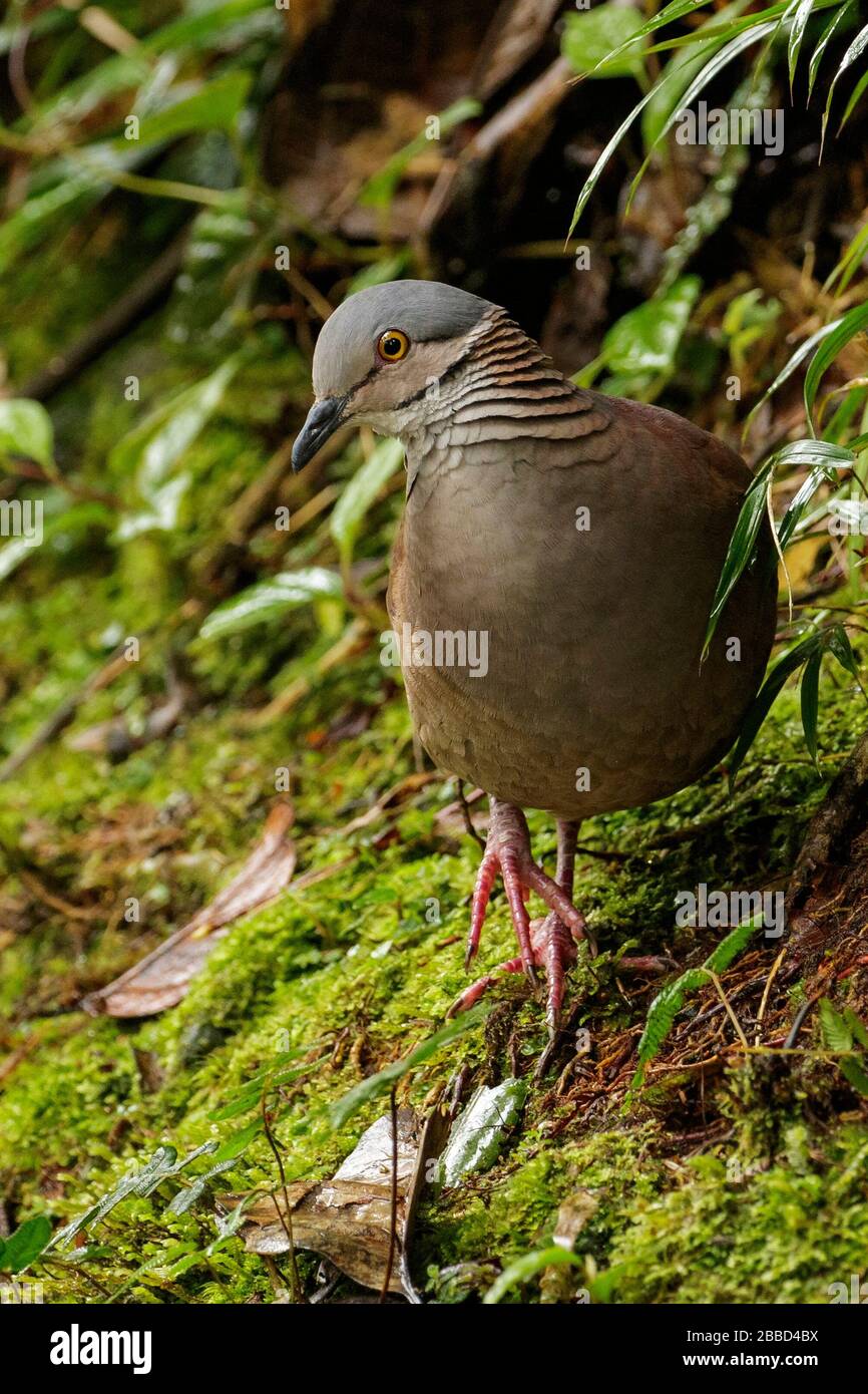 Weißkehlige Quail-Taube (Geotrygon frenata), die sich auf dem Boden des Waldes im Süden Ecuadors ernähren. Stockfoto