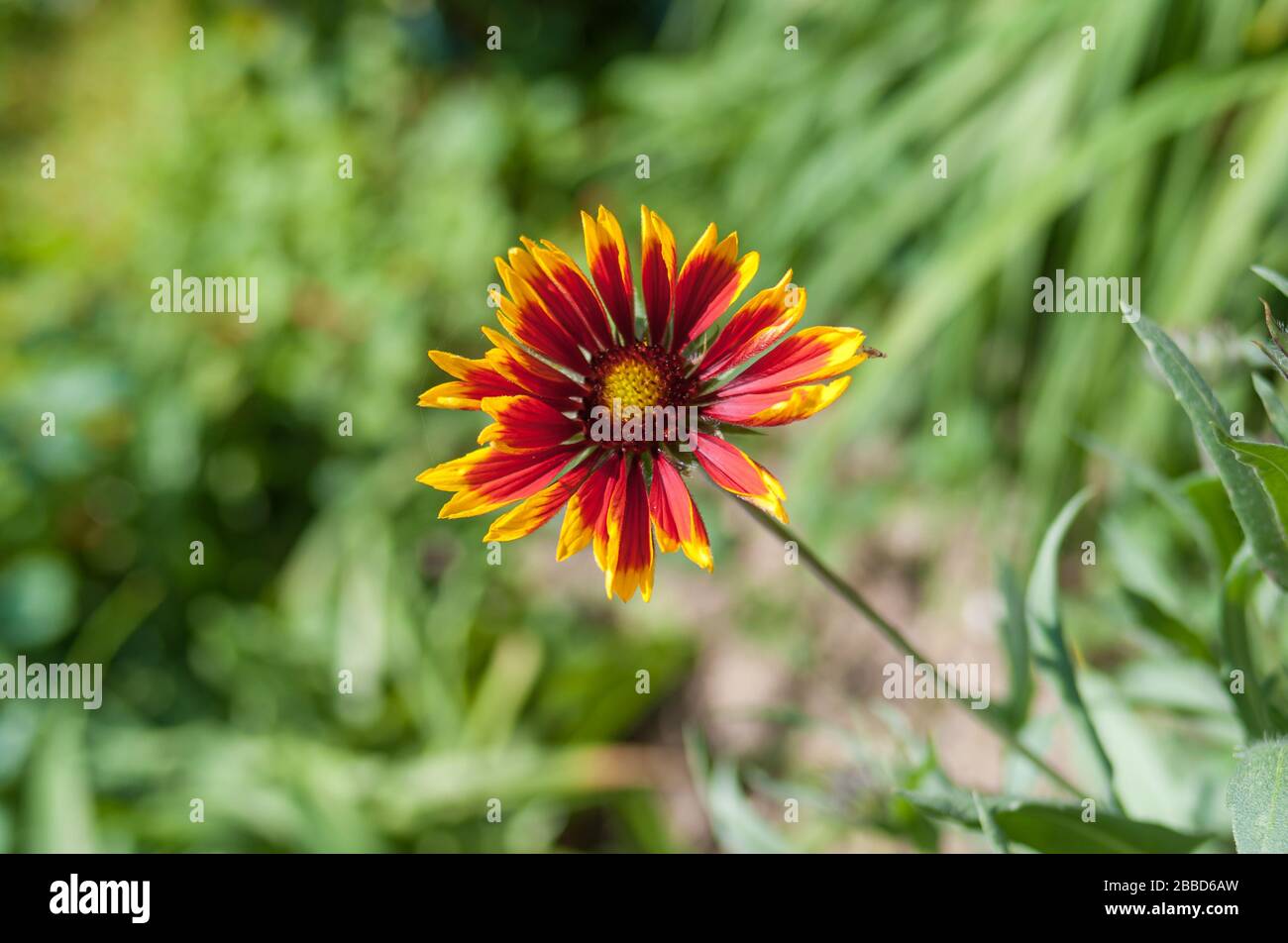 Einsame indische Decke Blume im Sommergarten Stockfoto