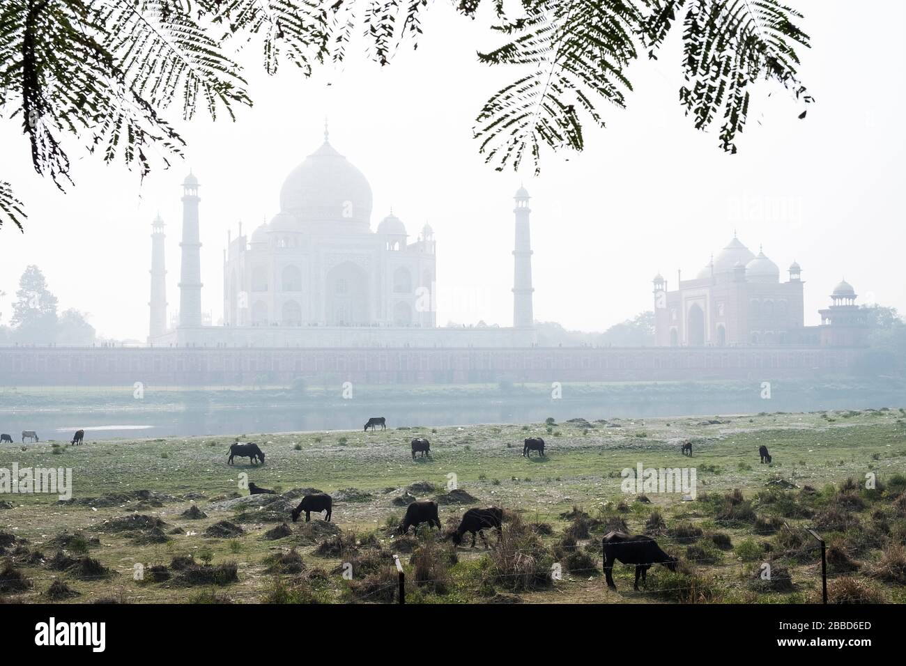 Taj Mahal von der Mehtab Bagh Stockfoto
