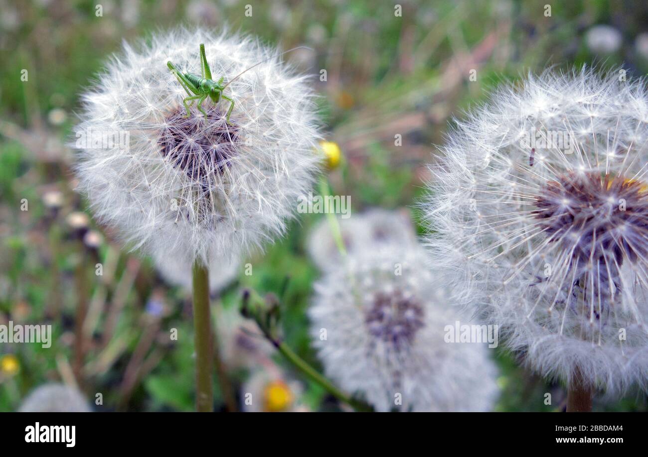 Une sauterelle en équilibre sur une akène de pissenlit. Stockfoto