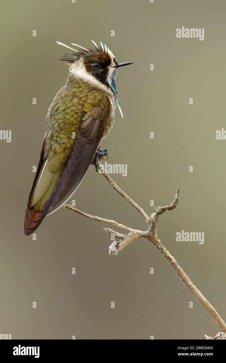 Der grün-bärtige Helmetcrest (Oxypogon guerinii) thront auf einem Ast in den Andenbergen in Kolumbien. Stockfoto