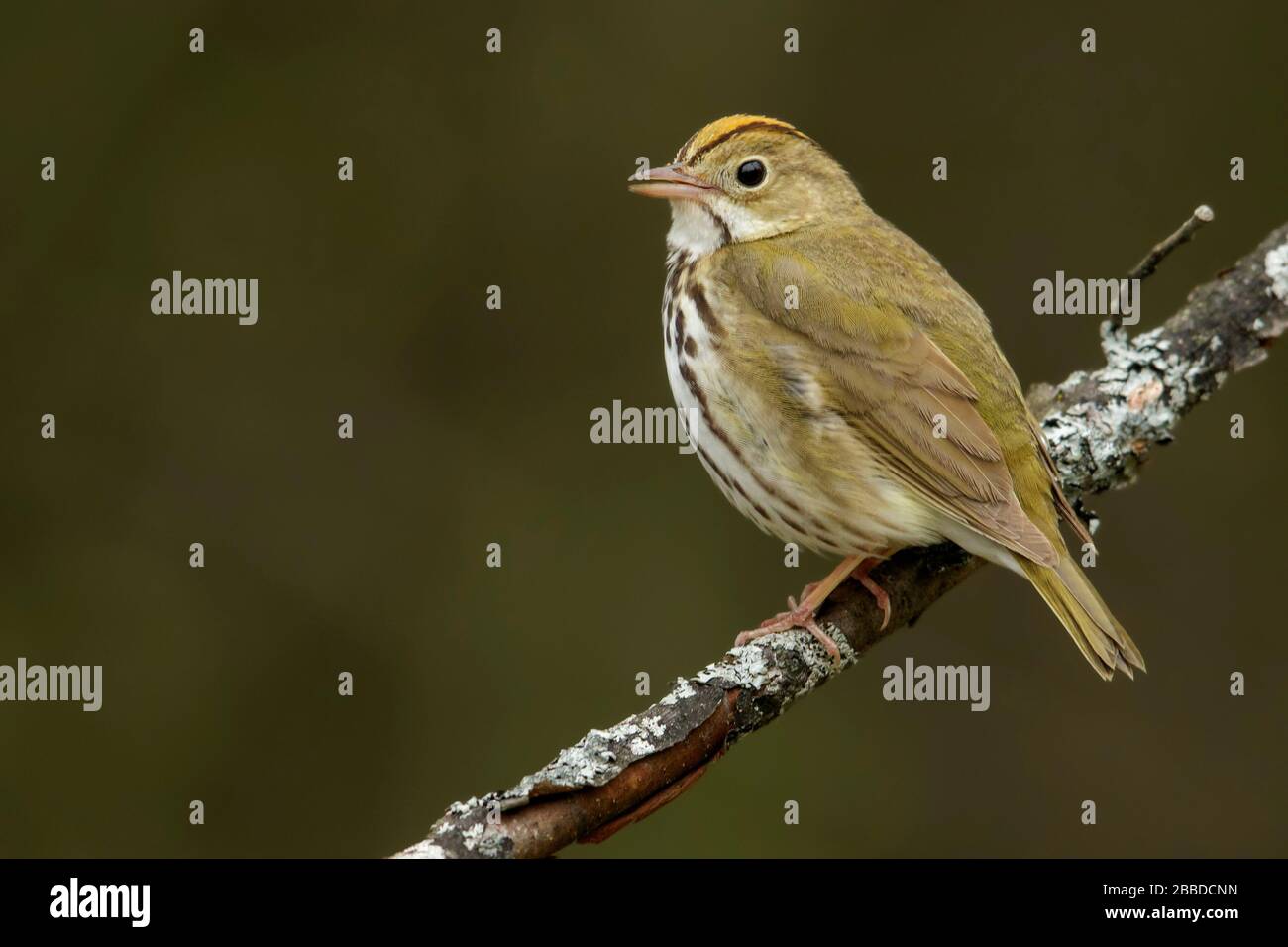 Ovenbird (Seiurus aurocapillus) thront auf einer Filiale in Ontario, Kanada. Stockfoto