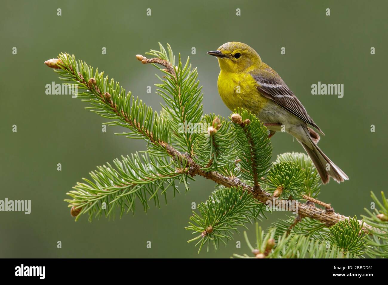 Pine Warbler (Dendroica Pinus) thront auf einer Filiale in Ontario, Kanada. Stockfoto