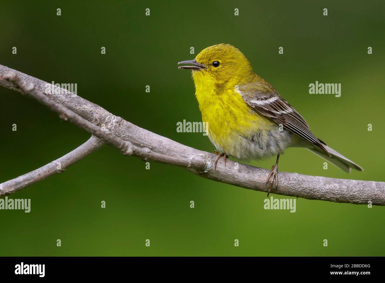 Pine Warbler (Dendroica Pinus) thront auf einer Filiale in Ontario, Kanada. Stockfoto
