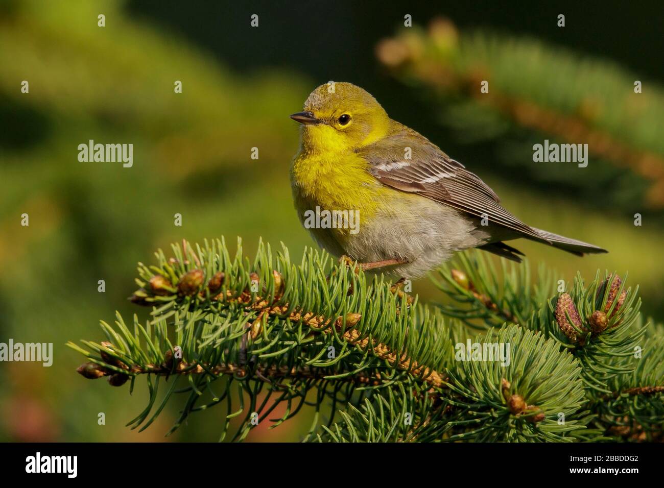 Pine Warbler (Dendroica Pinus) thront auf einer Filiale in Ontario, Kanada. Stockfoto