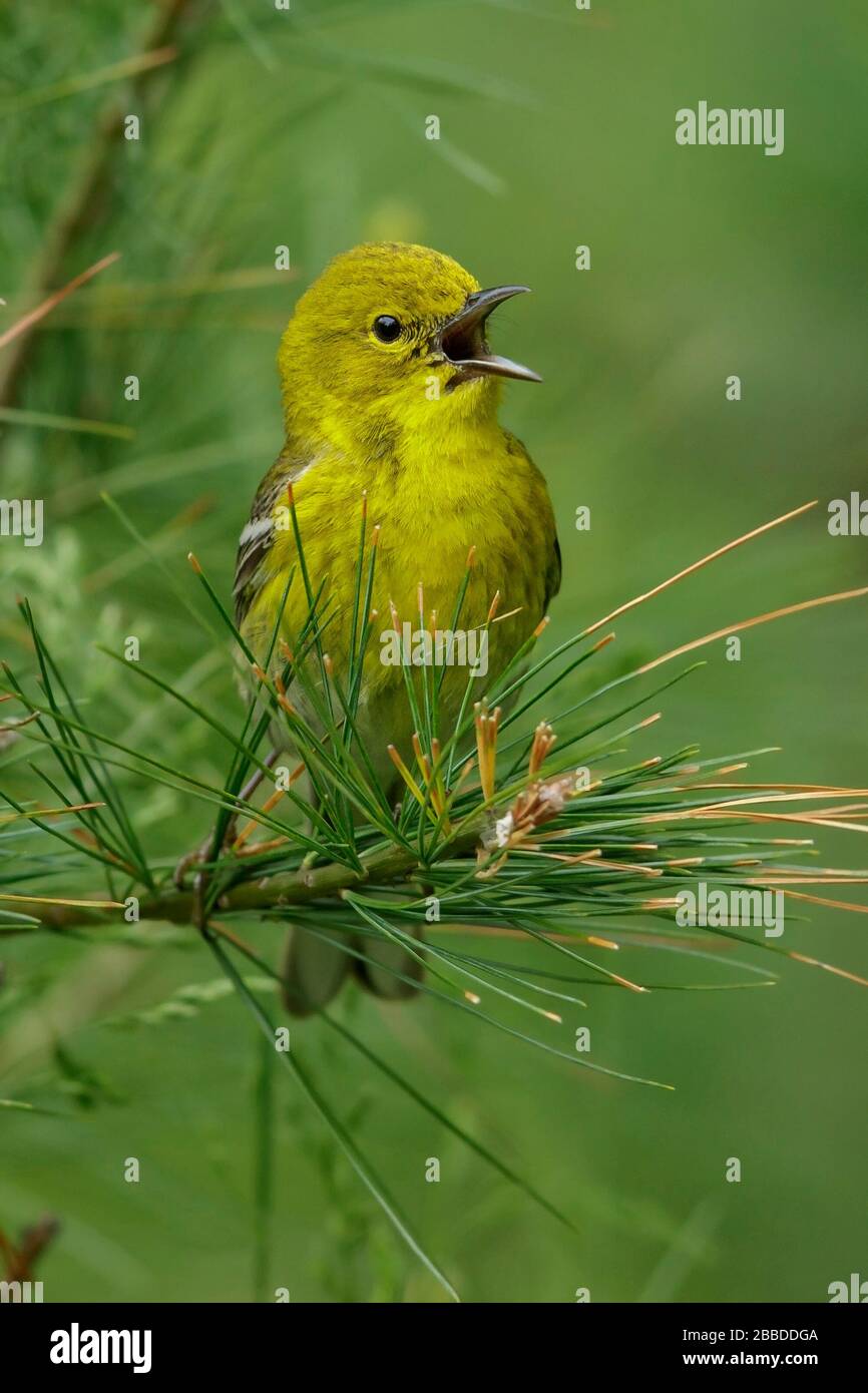 Pine Warbler (Dendroica Pinus) thront auf einer Filiale in Ontario, Kanada. Stockfoto