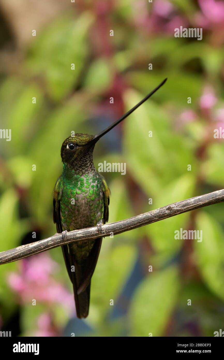 Schwertschnabel-Hummingbird (Ensifera ensifera) thront auf einem Ast in den Anden in Kolumbien. Stockfoto