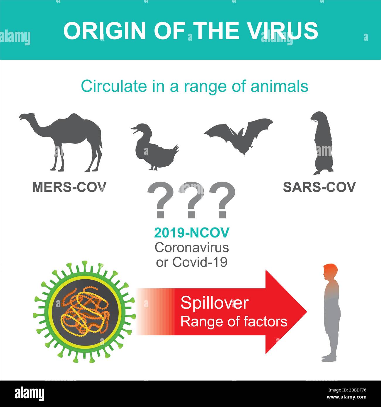 Ursprung von Coronavirus oder Covid-19. Abbildung Gesundheitswesen und Medizin. Stock Vektor