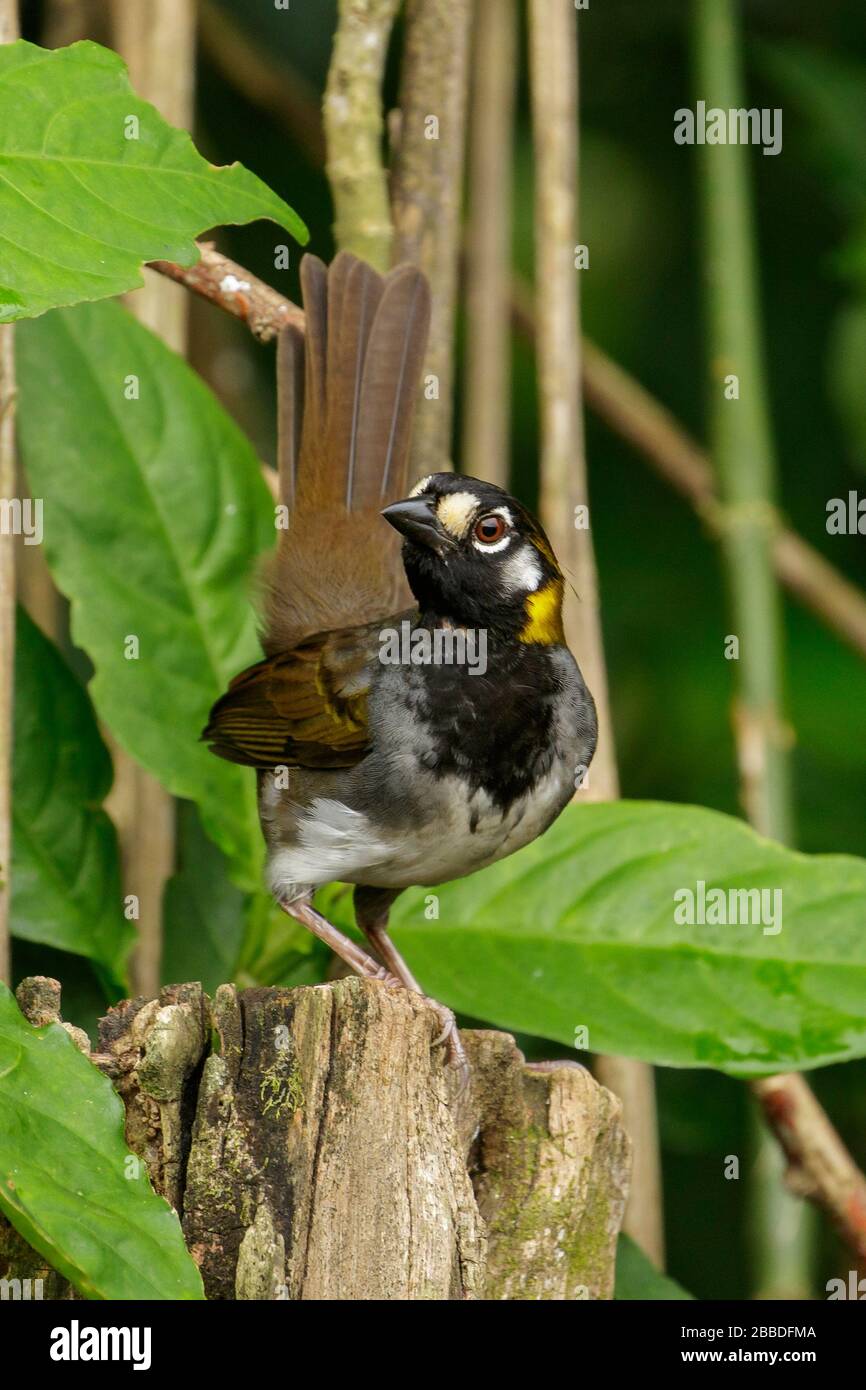 Der weiße Erdsparren (Melozon-Leukotis) thront auf einer Filiale in der Nähe von San Jose, Costa Rica. Stockfoto