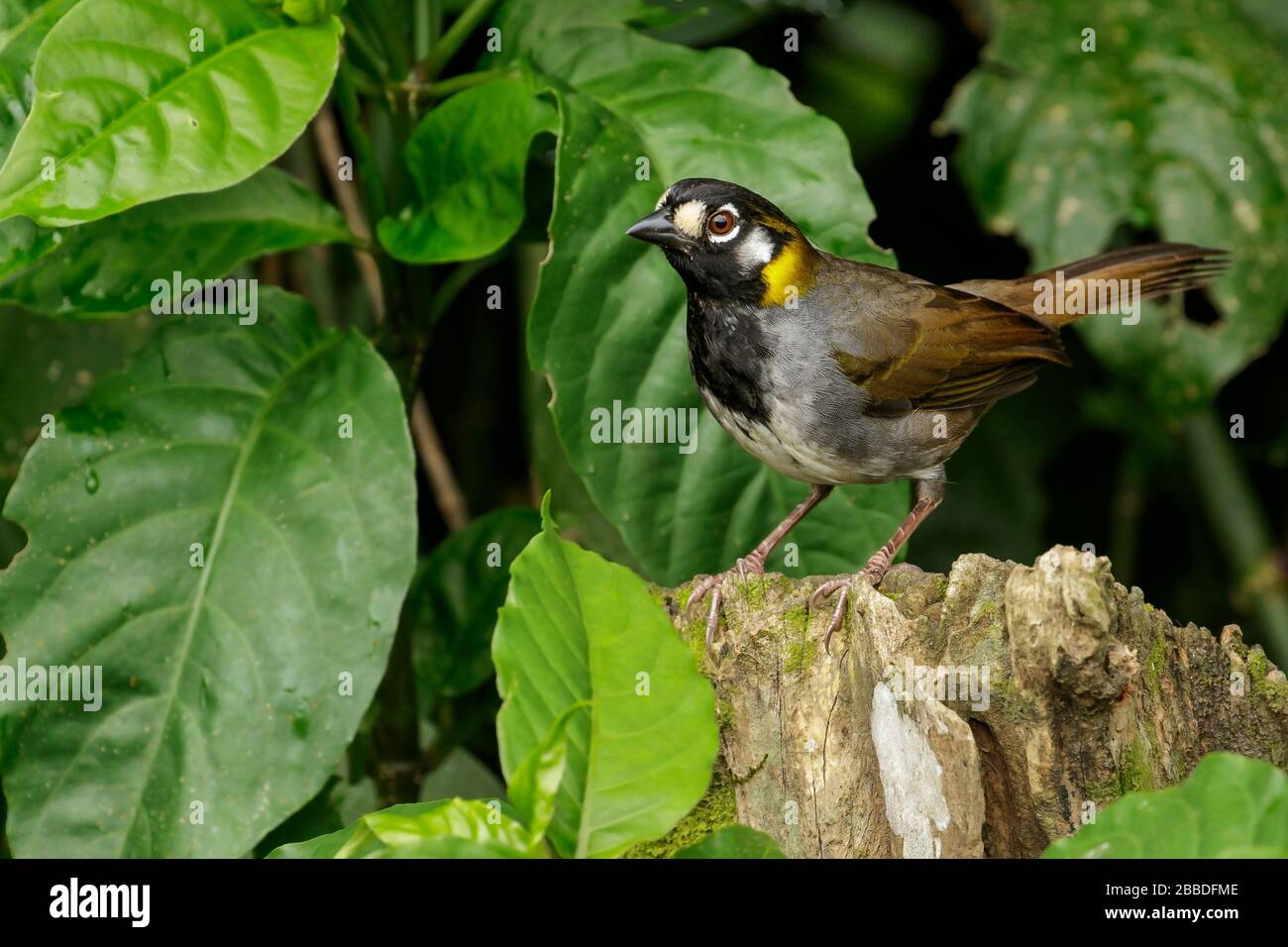 Der weiße Erdsparren (Melozon-Leukotis) thront auf einer Filiale in der Nähe von San Jose, Costa Rica. Stockfoto