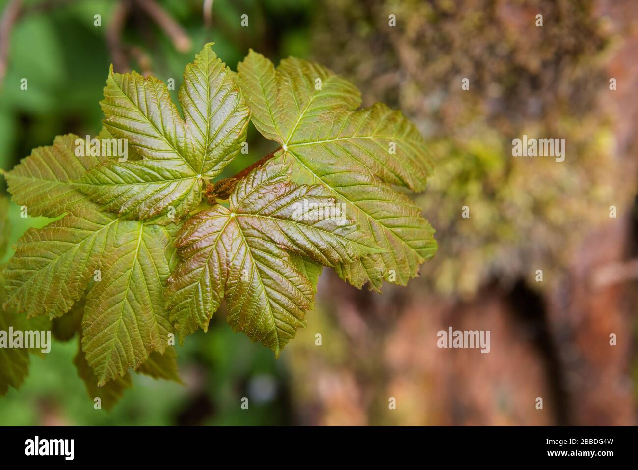 Nahaufnahme der Flora in einem tiefen Wildwald Stockfoto