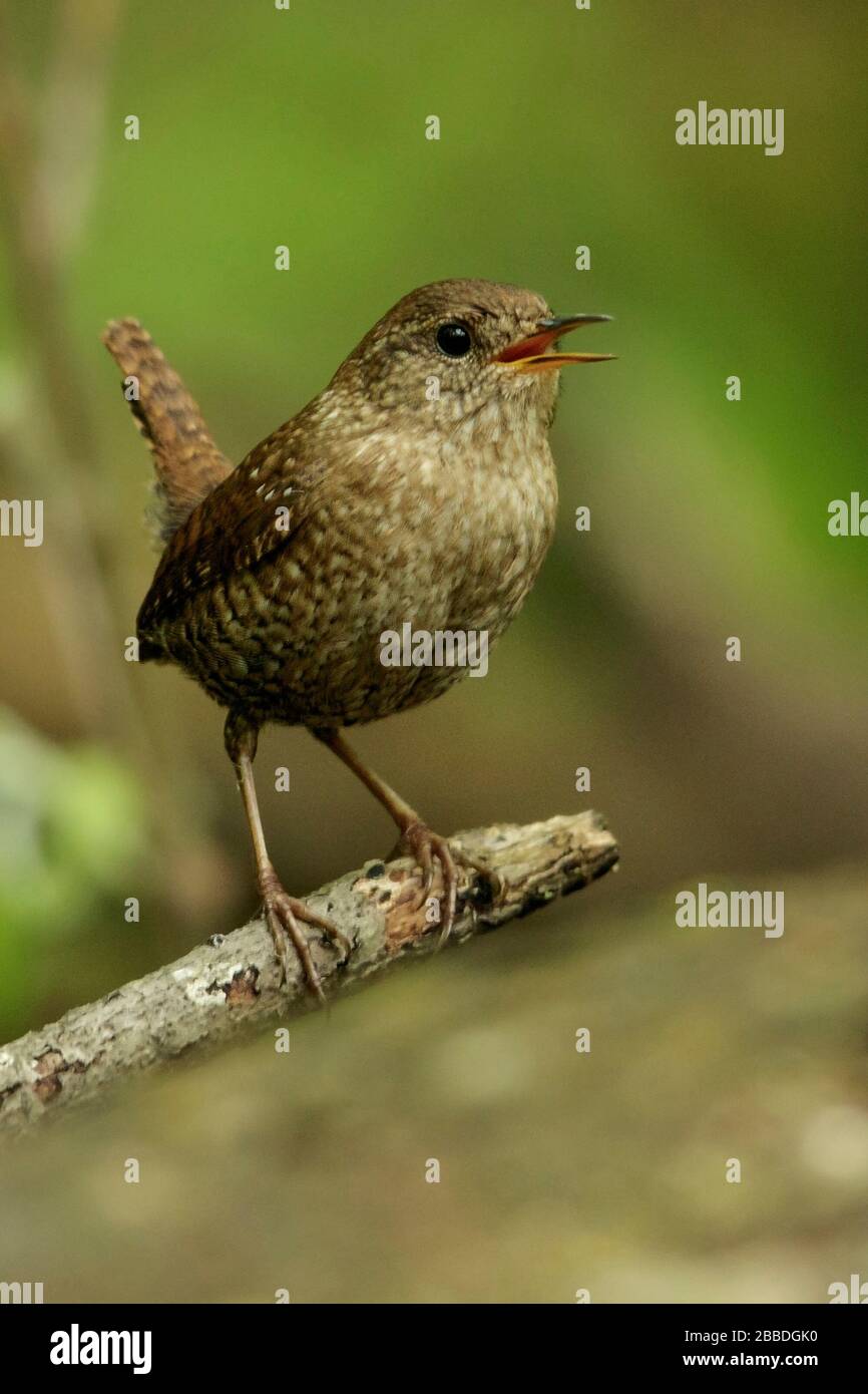 Winter Wren (Troglodytes hiemalis) zog auf einer Filiale in Ontario, Kanada. Stockfoto